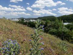 000d - satte Wiesen auf Kies